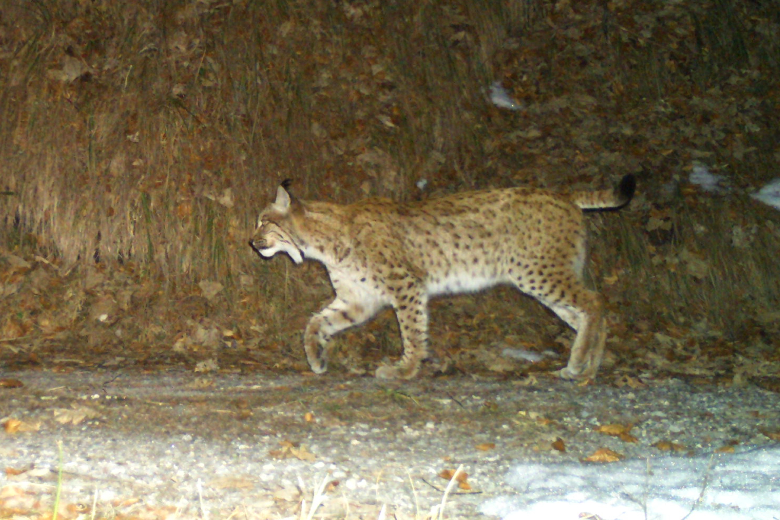 Luchs Und Wildkatze In Vorarlberg