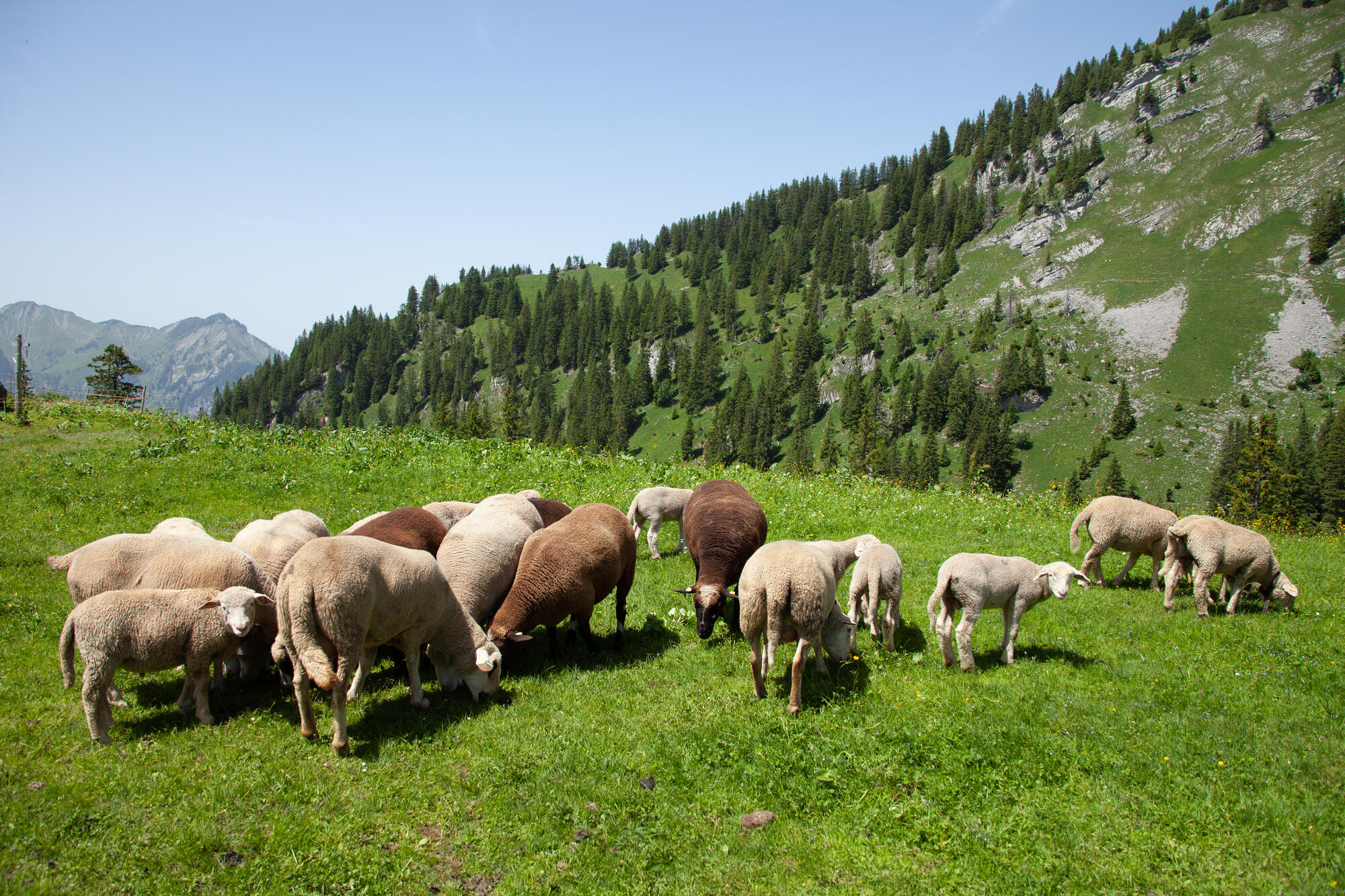 Vorarlberg.at