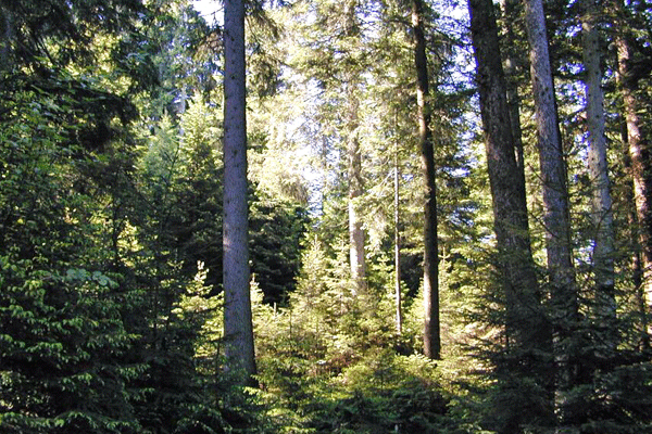 Waldansicht - Teaser Waldaufsicht Forstbehörden Forstrecht