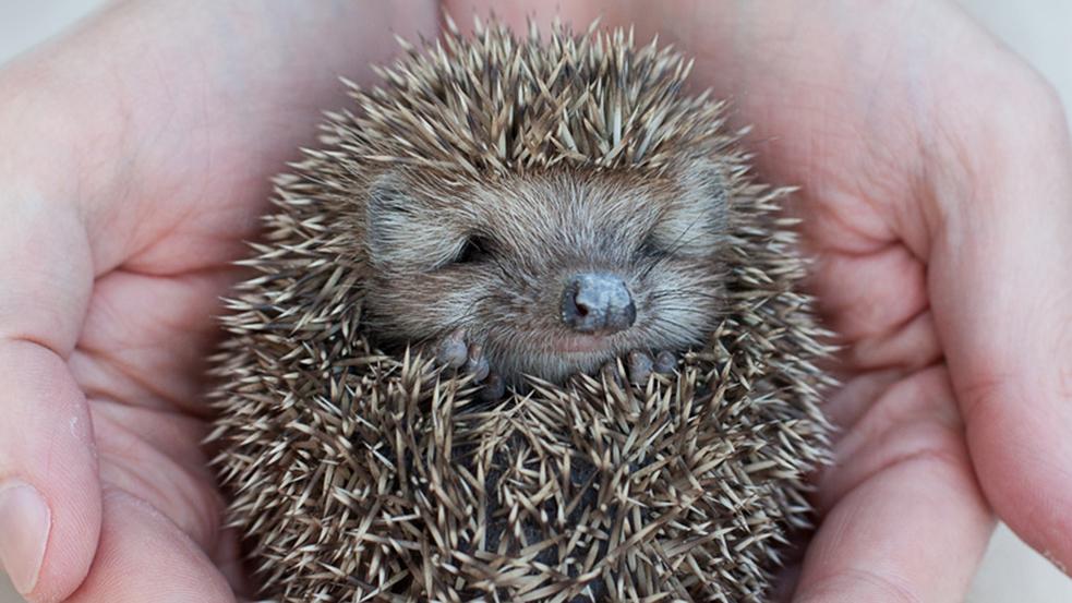 Cute hedgehog baby in male hand