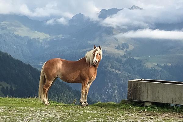 Pferd auf der Alp